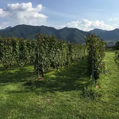 メルシャン勝沼ワイナリー