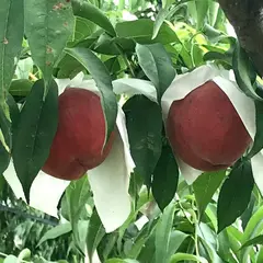 明果園
