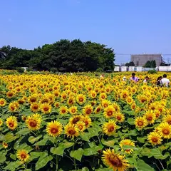 蓮田根金ひまわり畑
