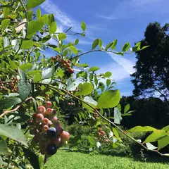 のんびり山 ブルーベリー摘み