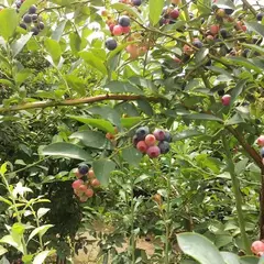 真行寺ブルーベリー園