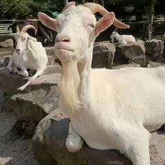 大山トム・ソーヤ牧場