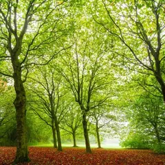 時間の森