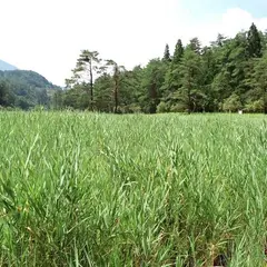 黒沢湿原
