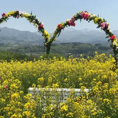 天童市ひまわり迷路