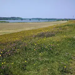 雄物川河川緑地