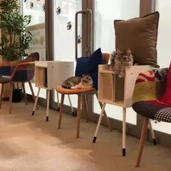 猫カフェ コックンの別荘 海老名ビナウォーク店