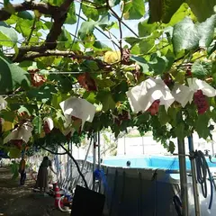 常果園