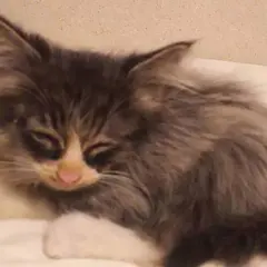 猫カフェ かごにゃん