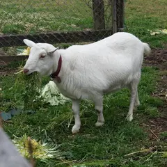 ノンとビリー