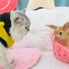 アニモ（Animo）屋内動物園