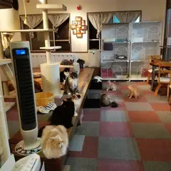 猫カフェにゃんこ
