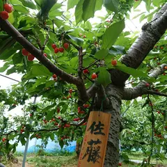 小野りんご園本店