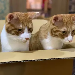 保護猫カフェ ネコリパブリック 中野店