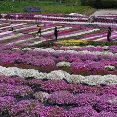 札苅村上芝桜園