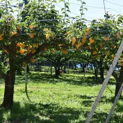 梨園よねくら