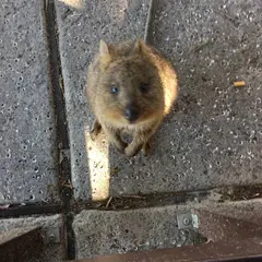 Rottnest Island（ロットネスト島）