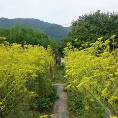 真性寺