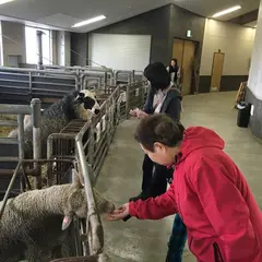 世界のめん羊館