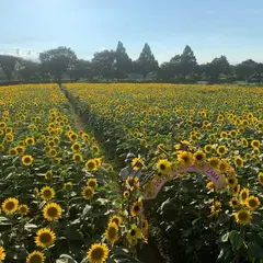 座間ひまわり畑