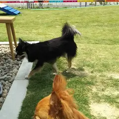 ひみ花の里ドッグラン