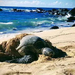 Laniakea Beach