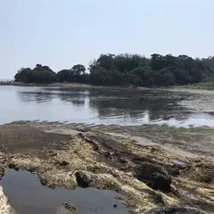 江奈湾干潟
