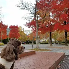ハノーバー庭園