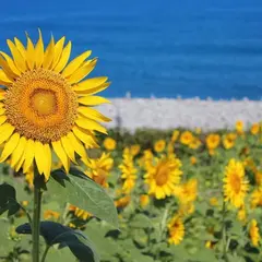 鳴り石の浜 ひまわり畑