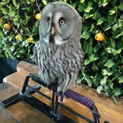 ふくろうの楽園