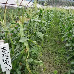 石田観光農園