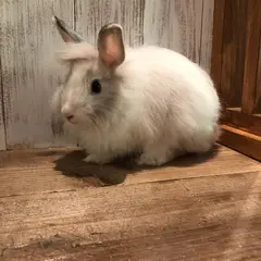うさぎカフェ うさぎパラダイス 秋葉原店