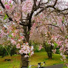 柳沢の池公園
