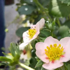 くらもち観光農園