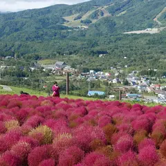 ひるがの高原コキアパーク