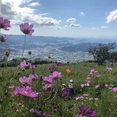 鷲ヶ峰コスモスパーク