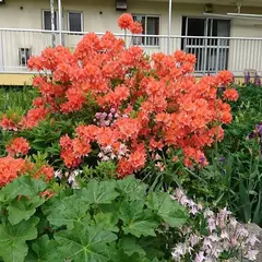 白石区
