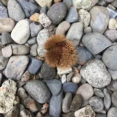 栗の小径