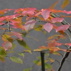 ちおん舎