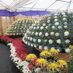 たけふ菊人形