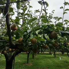 梨の伊藤園
