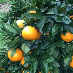 芝口果樹園