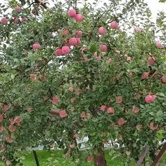 黒石観光りんご園