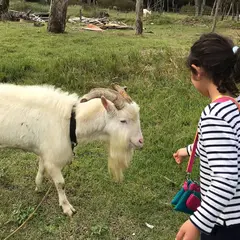 伊勢ヤギふぁーむ