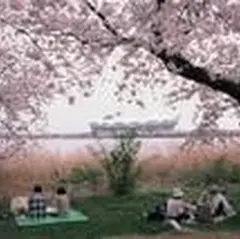 鳥屋野潟【桜の名所】