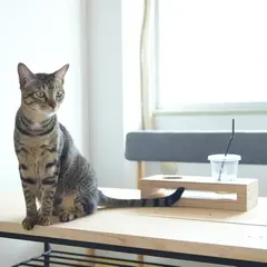 保護猫カフェ285
