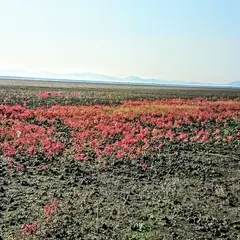 シチメンソウ自生地(佐賀市東与賀海岸) 東よか干潟