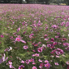 武庫川コスモス園