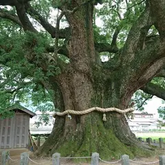 加茂の大クス
