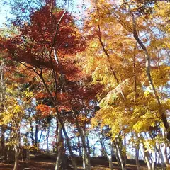 修善寺自然公園もみじ林